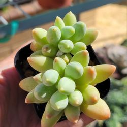 Pachyphytum Compactum Succulent Plant