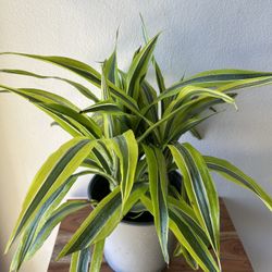 Dracaena Limon Lime 