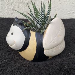 Zebra Succulent Plant In A Bumble Bee Pot