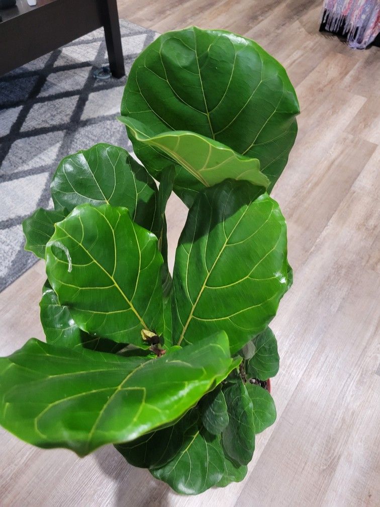 Fiddle Fig Plant Houseplant