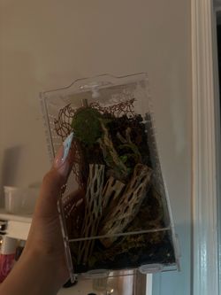 Jumping spider enclosure