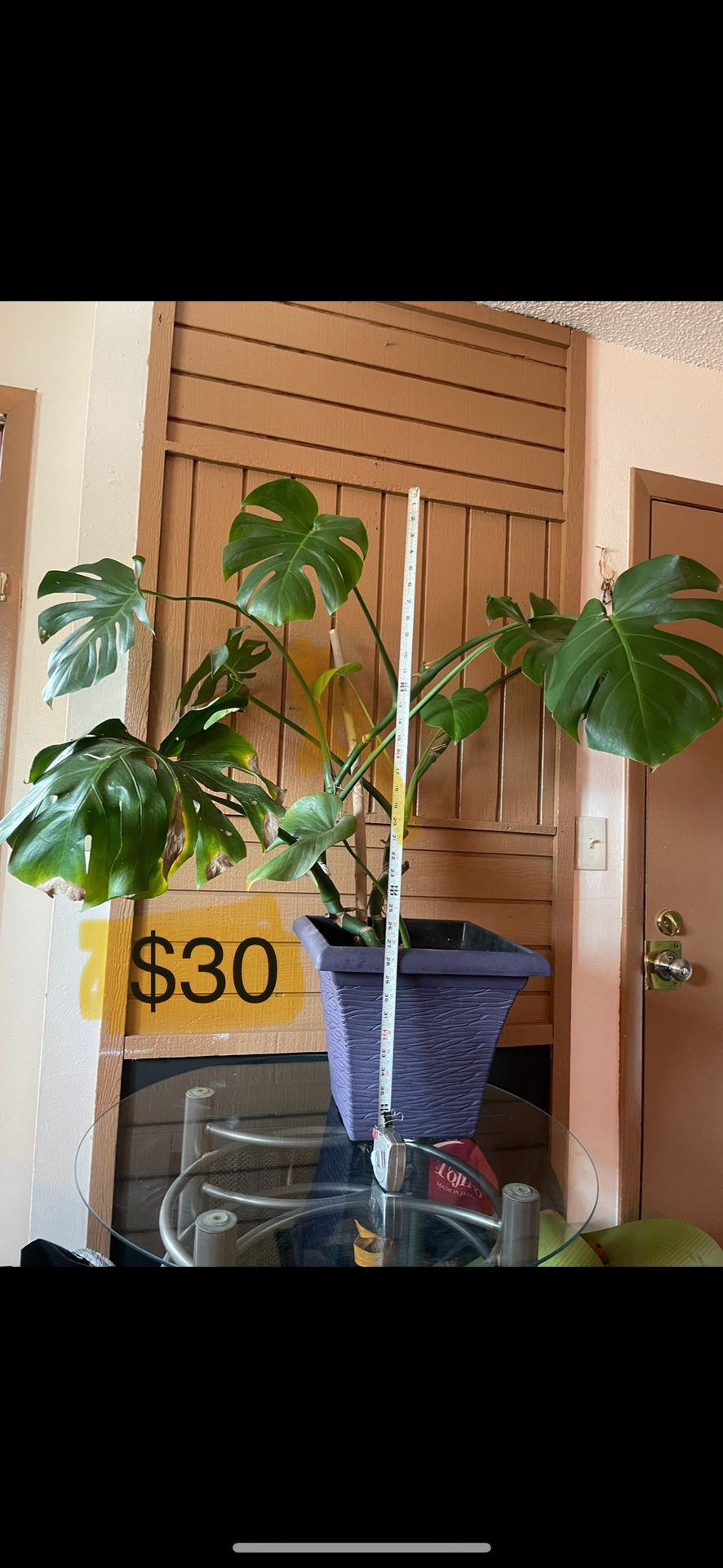 Giant, healthy Monstera plant