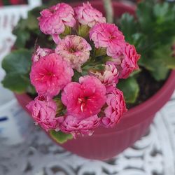 Kalanchoe Double Flowering 