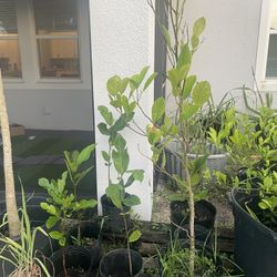 Mango/ Avocado Plants 