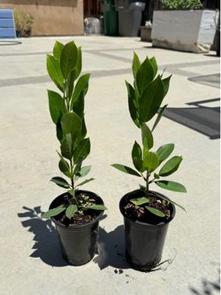 Herbs 🌿 Bay laurel / bay leaves /starter plant 月桂树/香叶