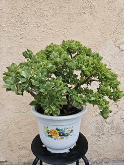 Crassula Succulent Plant