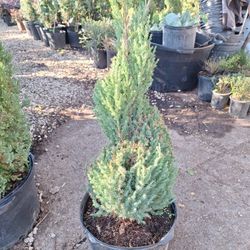 Spiral Blue Point Juniper 