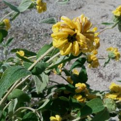 Yellow Sage Plant  In 5gl  