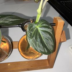 Philodendron Micans Cuttings
