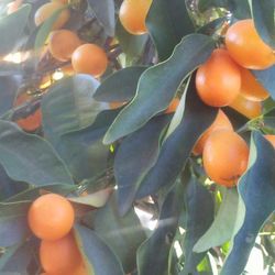 Organic Tiny Orange
