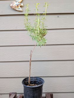 Romero plant
