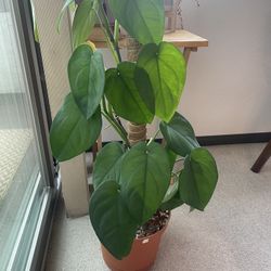 Syngonium Chiapense - Fully Rooted