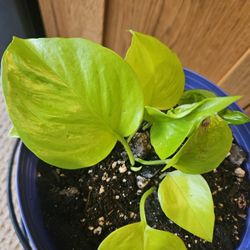 Pothos Champs-Elysees (Purple Pot)