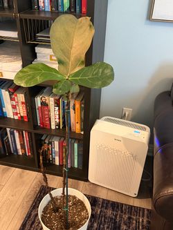 Free Fiddle Leaf Fig