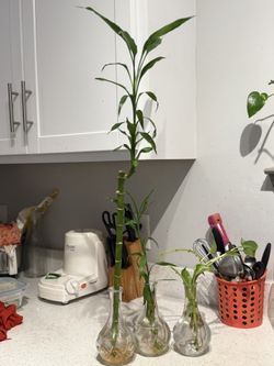 Bamboo Shoot In Water - 24 Inches 