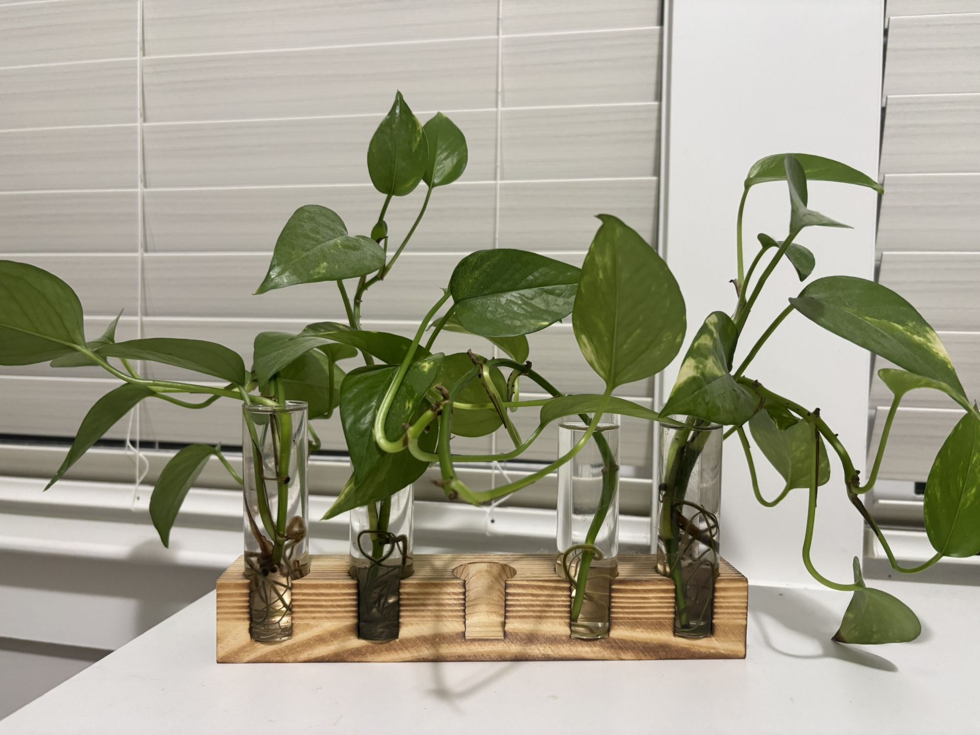 Live Pothos House Plant