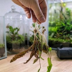 Cryptocorine Wentii 3 X $10