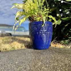 Ceramic Pot With Curly Hostsa And Volunteer Spearmint Plants 
