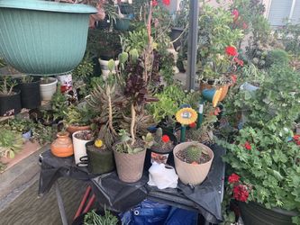 Plantas De Diferentes Precios