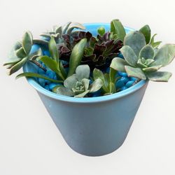 Light Blue Ceramic Pot Filled With Succulents