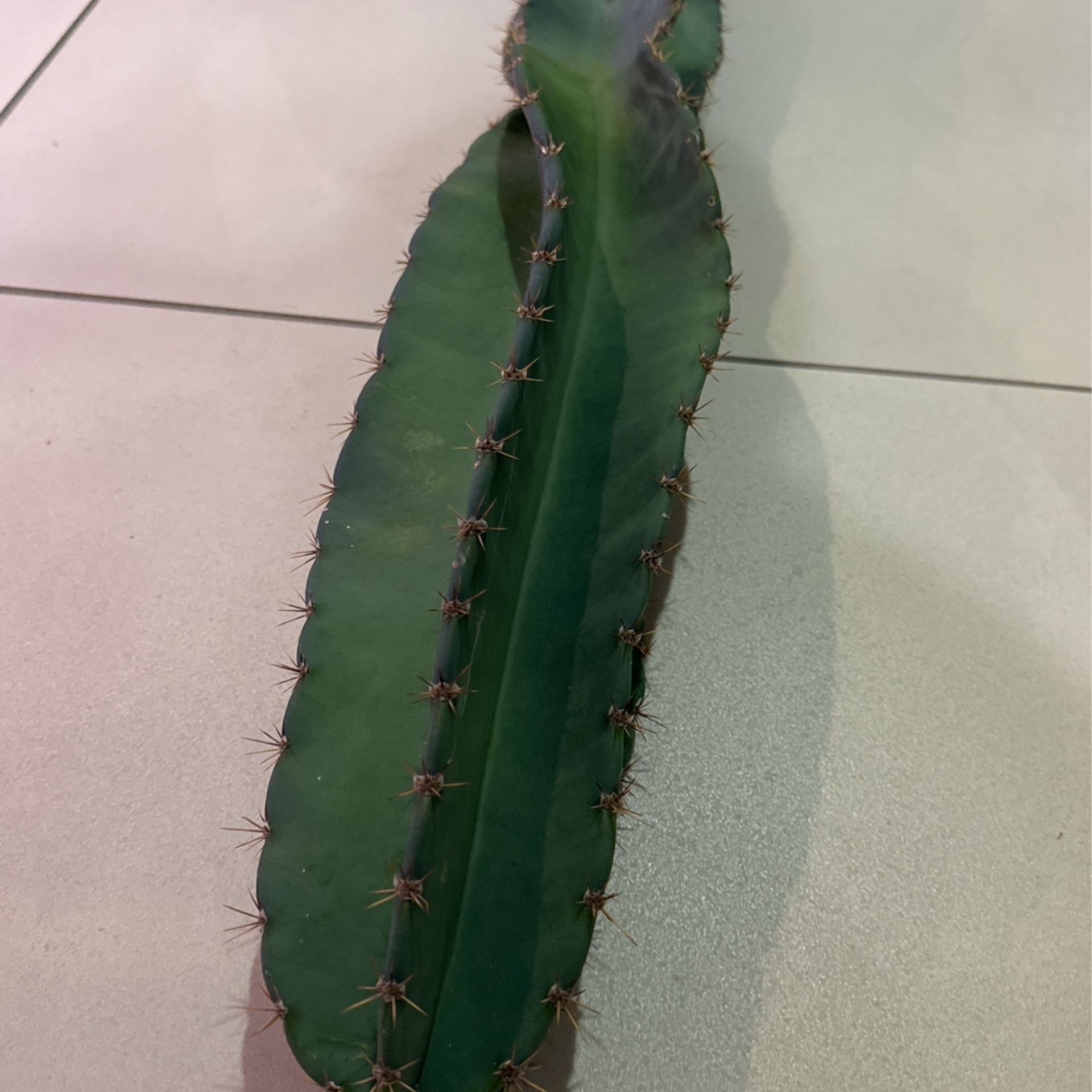 🌵 30” Tall Spiral Cereus Cactus Cutting • Cacti 🌵