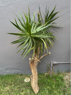 Dracaena Marginata Tree Clippings
