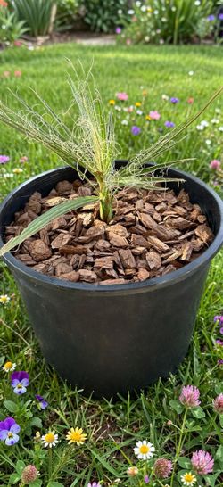 Washingtonia Filifera Palm Seedling - California Fan Palm in 3 Gal Pot - For Sale Only $30 (was $59)