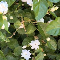 3 Cuttings Of Arabian Jasmine