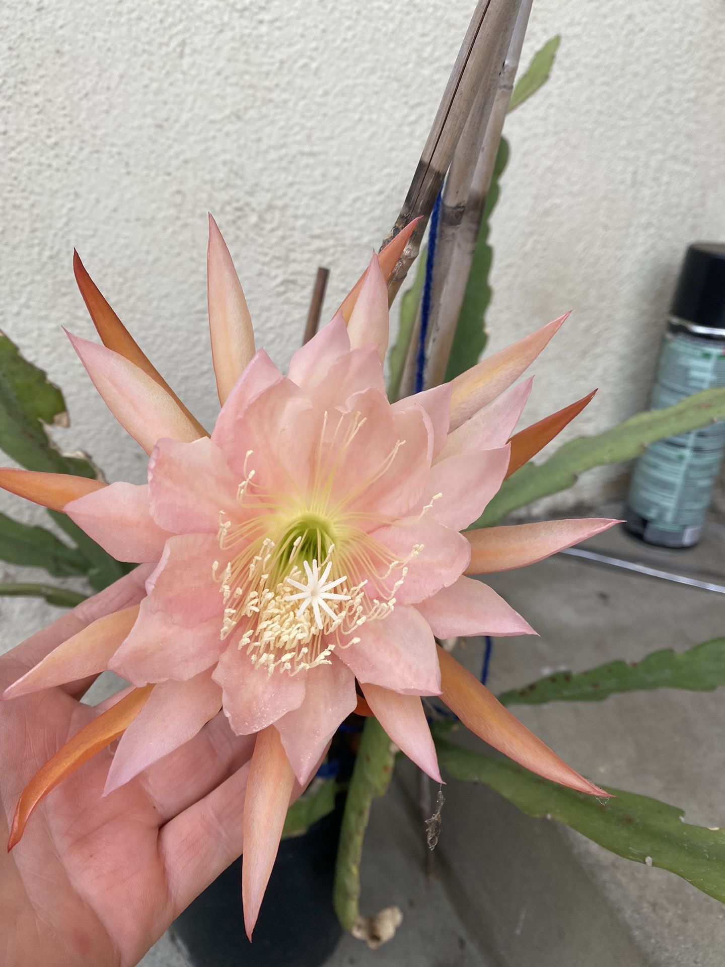 Epiphyllum Orchid Ca Tuz Blooming Plant, In 1 Gallón Pot Pick Up Only