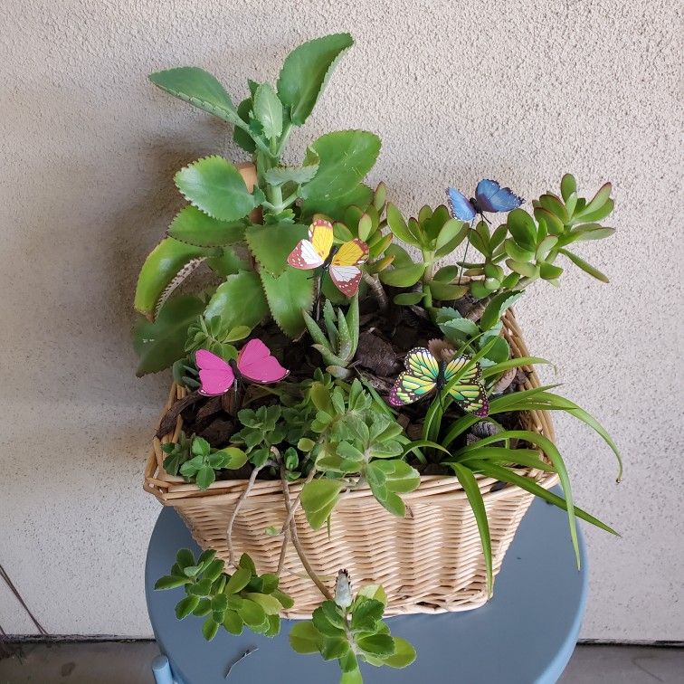 A Plant Lover's Dream - Basket With 7 Assorted Plants