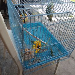 Bird Cage 