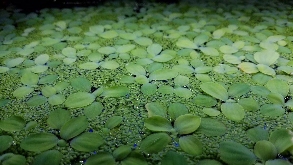 Water lettuce for planted aquariums, ponds etc. This stuff works AWESOME to give oxygen to your water/fish and to remove nitrates NATURALLY!