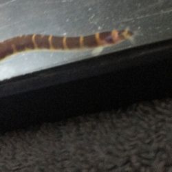 3 Koli Loaches