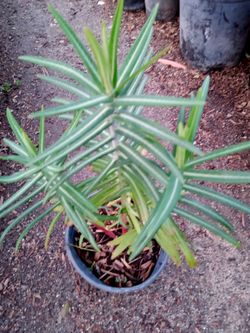 Variedad De Plantas $5dls .And.Up