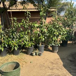 Mango,guayabas Lemon Oranges And More