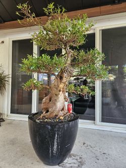 Old Australian Brush Cherry Bonsai Tree for Sale in Midway City, CA -  OfferUp