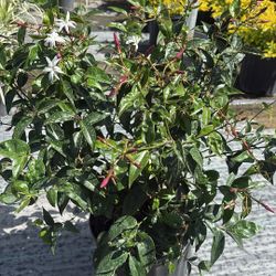 3 Gallons Star Jasmine - Fragrant, Fast Growing & Beautiful