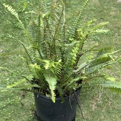Fern 10 Gallon Pot