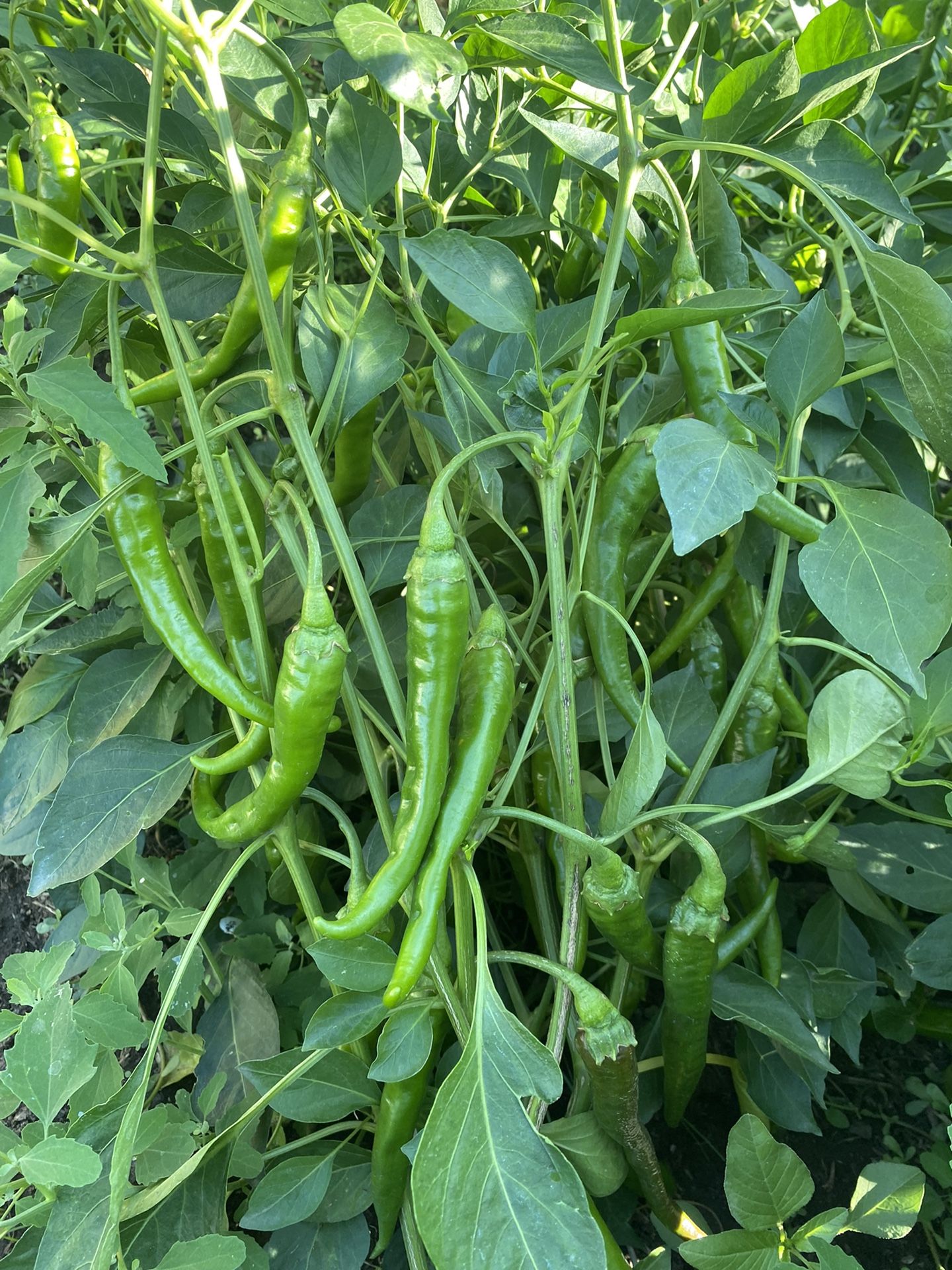 Chiles Picosos 