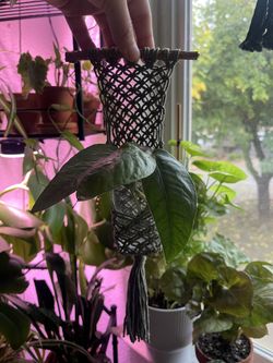 Propagation Plant Hanger 💚