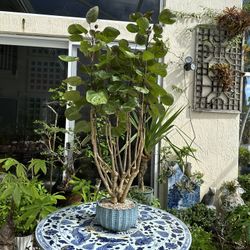 Tropical Plant Bonsai