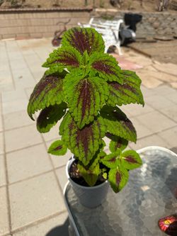 Plant
