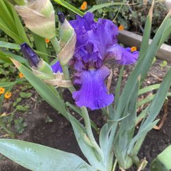 Purple Iris