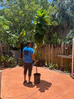 The fiddle-leaf fig