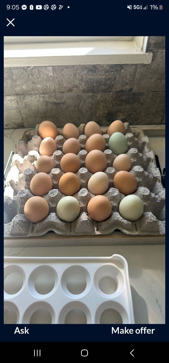 Farm Fresh Eggs / Huevo