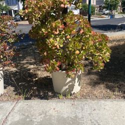 Huge Succulents  Plant 