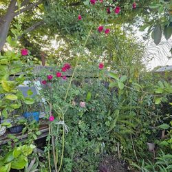 Tall Rose.tree. About 6.5 Ft Or So.for 45
