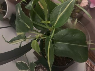 Silver stripe philo cutting