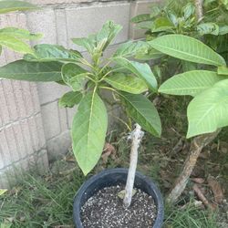 Hass Avocado Tree