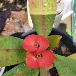 Corona De Cristo,flor Mediana.